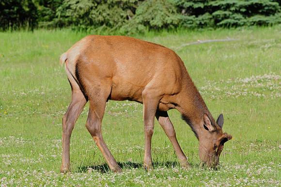 Elk