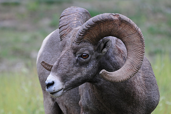 Bighorn sheep