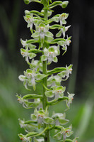 Large round-leaved orchid