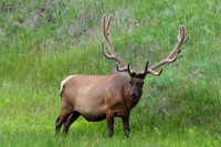 Elk