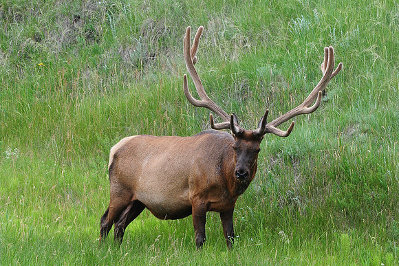 Elk