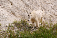 Mountain goat