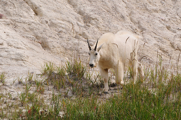 Mountain goat