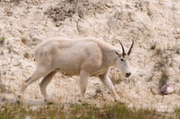 Mountain goat
