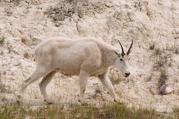 Mountain goat