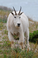 Mountain goat