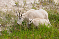 Mountain goat nanny and kid