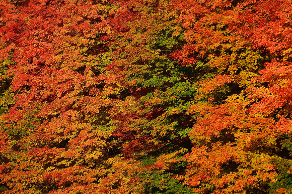 Autumn colours along Highway 60