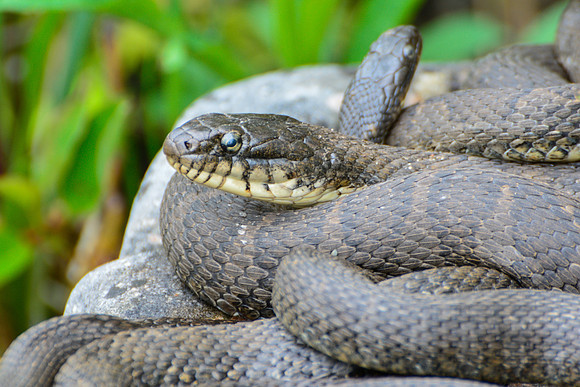 Northern watersnake