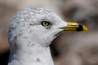 Ring-billed gull