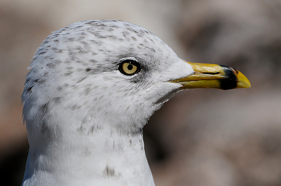 Ring-billed gull