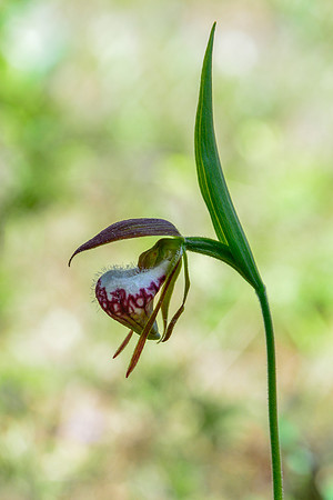 Ram's head lady's-slipper (Cypripedium arietinum)