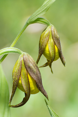 Yellow lady's slipper buds (Cypripedium calceolus)