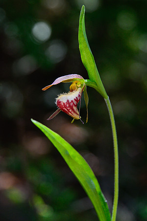 Ram's head lady's-slipper (Cypripedium arietinum)