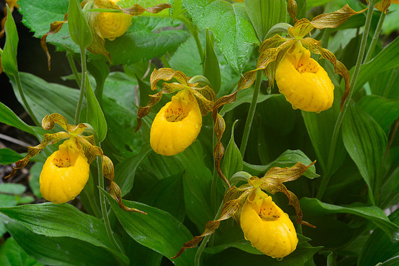 Yellow lady's slippers (Cypripedium calceolus)