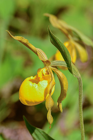 Yellow lady's slipper (Cypripedium calceolus)