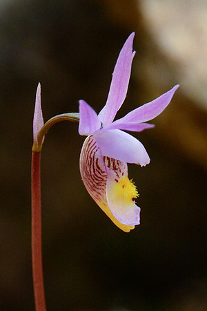 Calypso, also known as Fairy slipper or Venus's slipper (Calypso bulbosa)