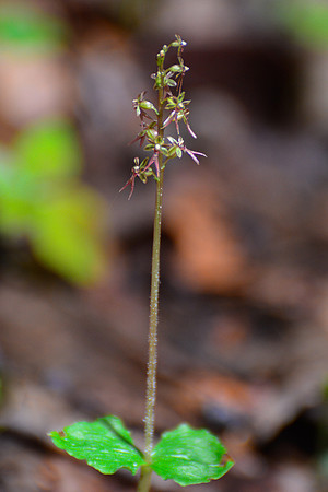 Heartleaf twayblade (Neottia cordata)