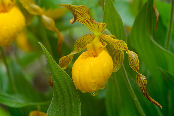 Yellow lady's slipper (Cypripedium calceolus)