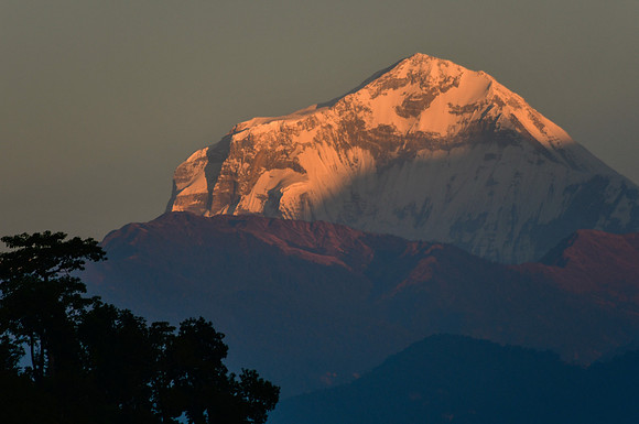 Sunrise on Dhaulagiri from the ridge south of Phewa Lake