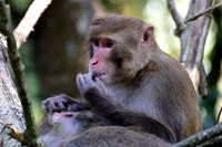 Assamese monkeys in the forest above Chhorepatan, Pokhara
