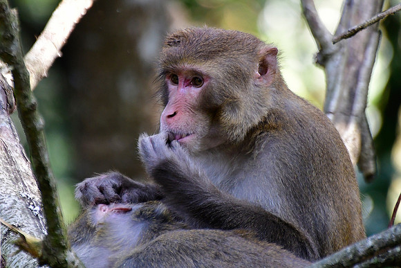 Assamese monkeys in the forest above Chhorepatan, Pokhara