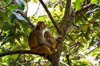 Assamese monkeys in the forest above Chhorepatan, Pokhara