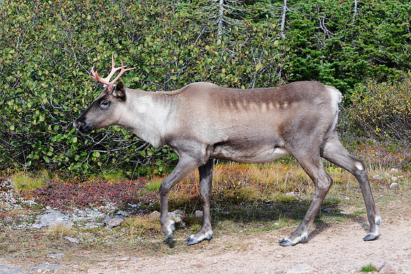 Woodland caribou, Mont Dos de Baleine, Parc de la Gaspésie