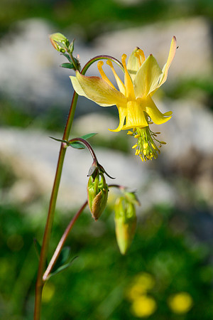 Yellow columbine, Sawtooth Wilderness