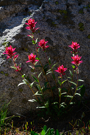Red paintbrush, Sawtooth Wilderness