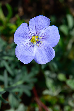 Wild blue flax, Sawtooth Wilderness