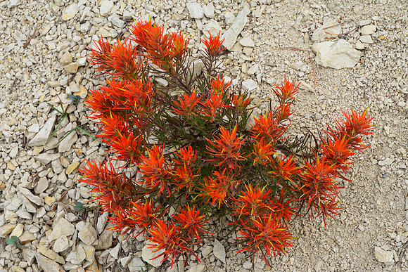Orange paintbrush, Sawtooth Wilderness