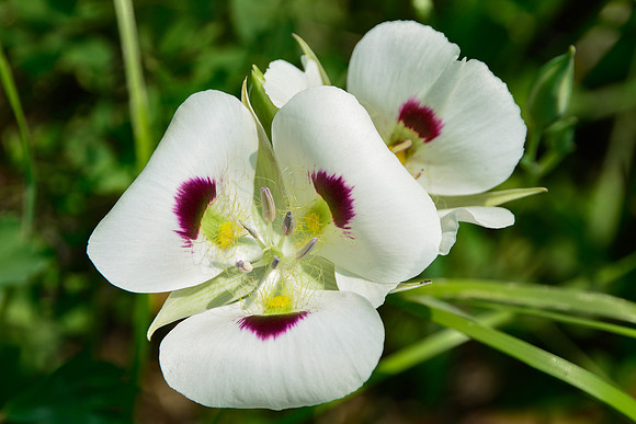 White mariposa lily, Sawtooth Wilderness