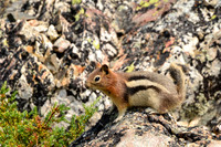 Golden-mantled ground squirrel, Sawtooth Wilderness