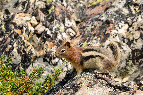 Golden-mantled ground squirrel, Sawtooth Wilderness