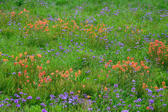 Paintbrush and penstemon, Sawtooth Wilderness