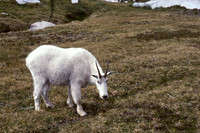 Mountain Goat, Enchantment Lakes, Alpine Lakes Wilderness