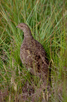 Ptarmigan, Olympic National Park