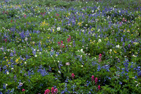 Alpine wildflowers, Mount Rainier National Park