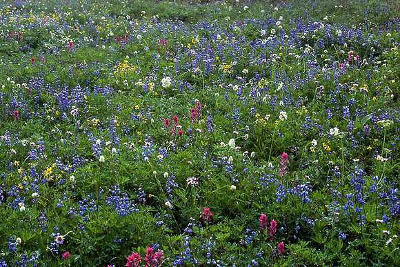 Alpine wildflowers, Mount Rainier National Park