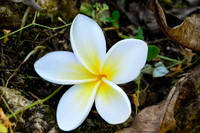 Frangipani flower