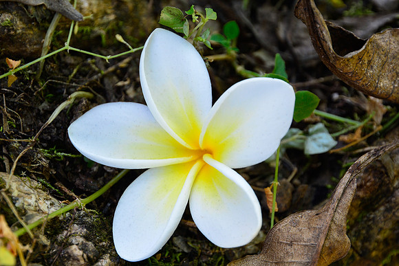 Frangipani flower