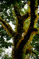 The forest below Seduwa