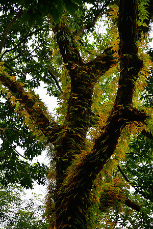 The forest below Seduwa