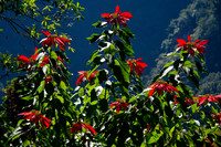 Poinsettia