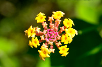 Lantana flower (Lantana camara)