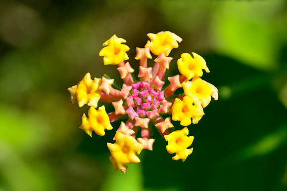 Lantana flower (Lantana camara)