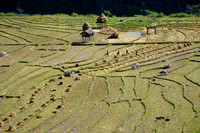 Rice harvesting beside the Arun River near Bhadaure