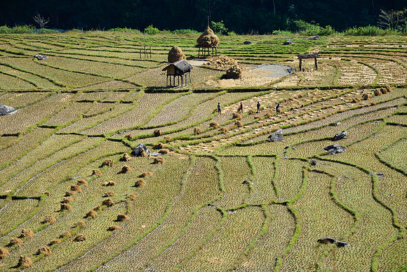 Rice harvesting beside the Arun River near Bhadaure