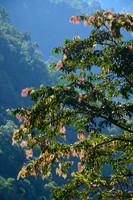 The forest near the confluence of the Arun River and Apsuwa Khola